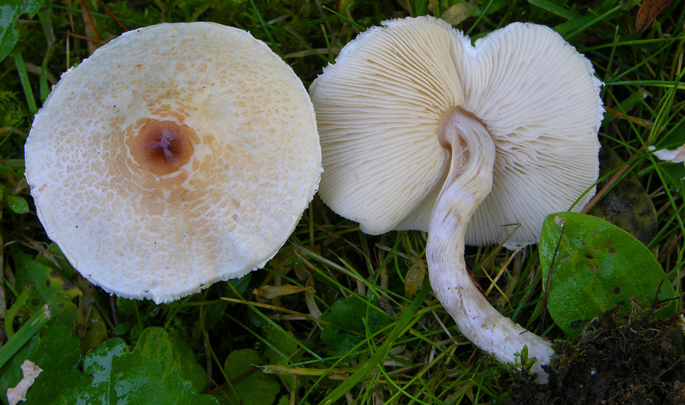 Totofungo...per chi vuole provarci.